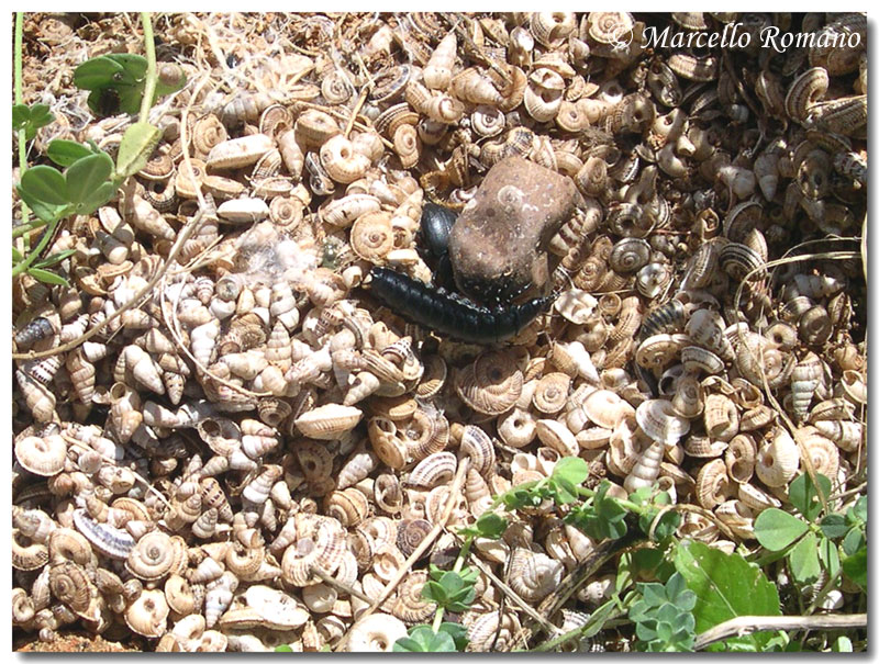 In Sicilia ancora tempo da lupi... e da Carabus morbillosus